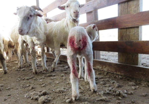 ‘Sustainable Wool’ Supplier: Lambs Skinned Alive