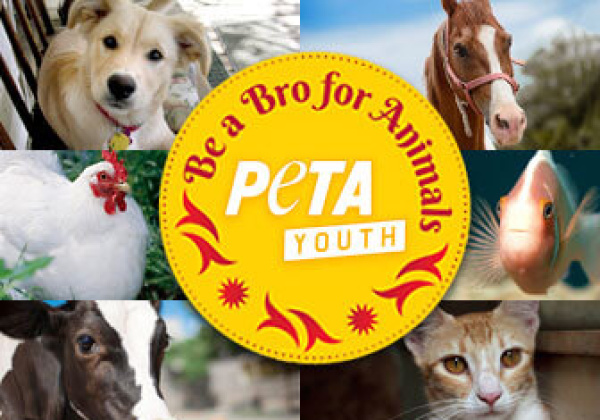 Take One Minute to Be a Bro for Animals
