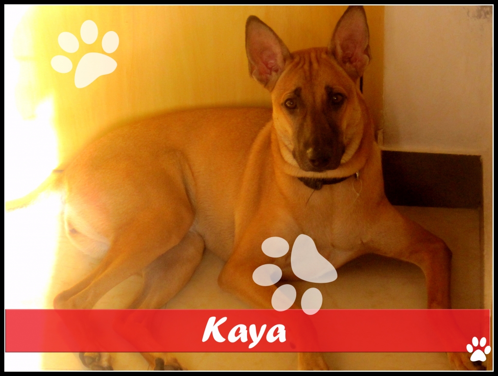 Krithika could not leave little Kaya alone after she found her roaming around a construction site. Kaya was taken to the veterinarian and vaccinated, and now she lives with Krithika and her family.