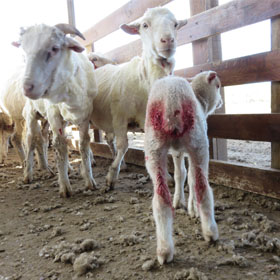 Exposed: Lambs Mutilated, Sheep Kicked and Hit With Electric Clippers on Argentine Wool Farm