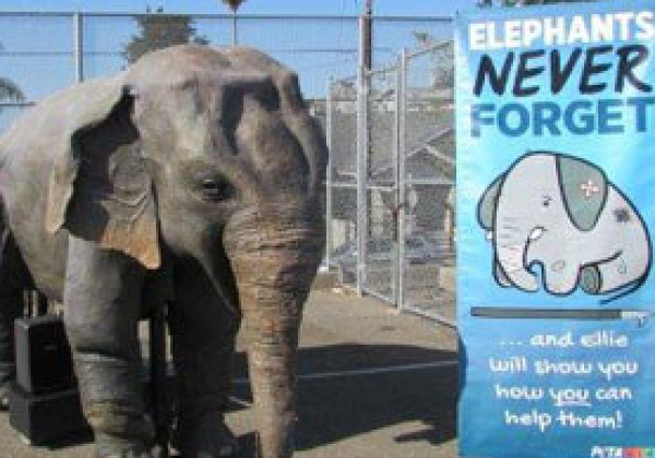 Priyanka Chopra Lends Voice for World’s First Robotic Educational Elephant