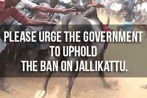 Urge-government-to-ban-jallikattu-thumbnail-300x220