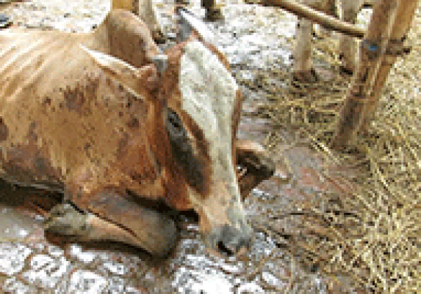 Leona Lewis Narrates Alarming Exposé of Bangladeshi Leather