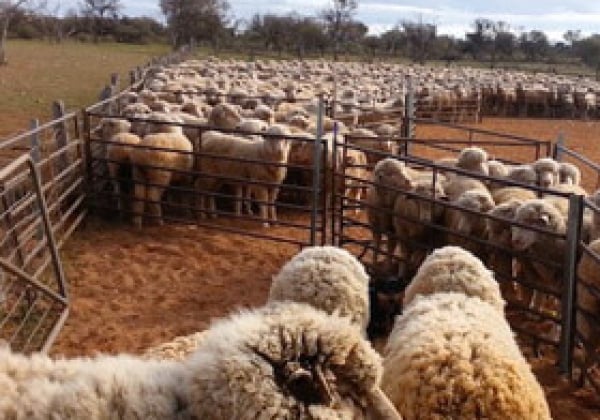 More Disturbing Video: Sheep Kicked, Stamped On and Mutilated for Wool