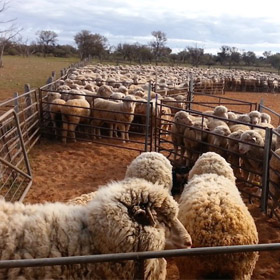 More Disturbing Video: Sheep Kicked, Stamped On and Mutilated for Wool