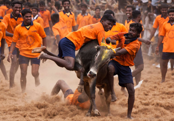 SC Refuses To Vacate Stay On Jallikattu Notification