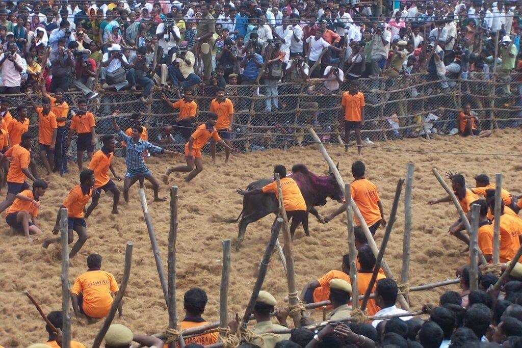 Jallikattu_Cruelty