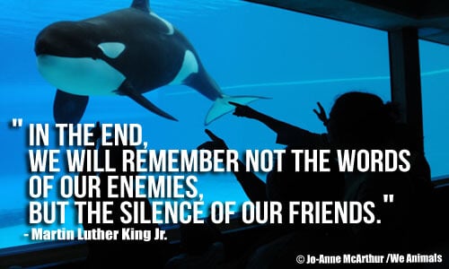 Martin Luther King Jr. and Animal Rights - Blog - PETA India Martin Luther King Jr. and Animal Rights - Blog - PETA India