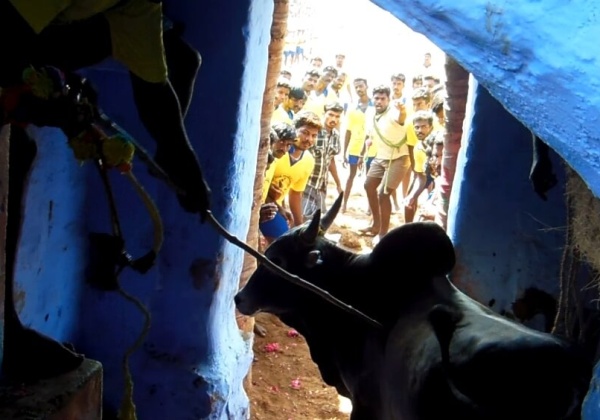 Animal Welfare Board, PETA, Others Petition Supreme Court on Jallikattu, Bull Races
