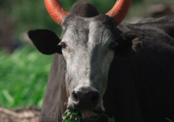 Supreme Court Stays Government Notification: Jallikattu, Bull Races Cannot Be Conducted