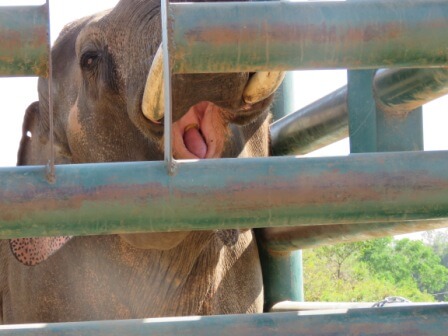 25 Oral cavity of Sunder- during training he hold up trunk up-06.03.2016