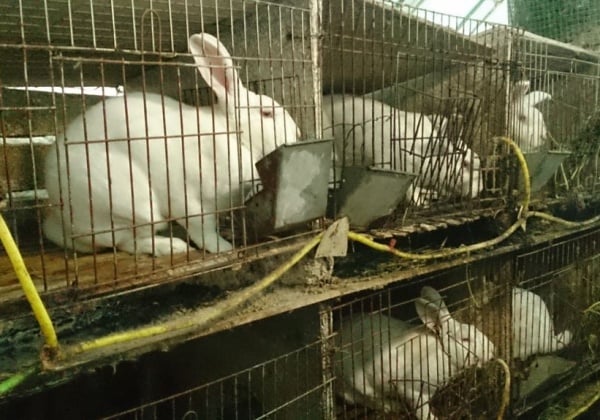 Rabbits Hit, Hung Up and Skinned Alive in the Chinese Fur Trade