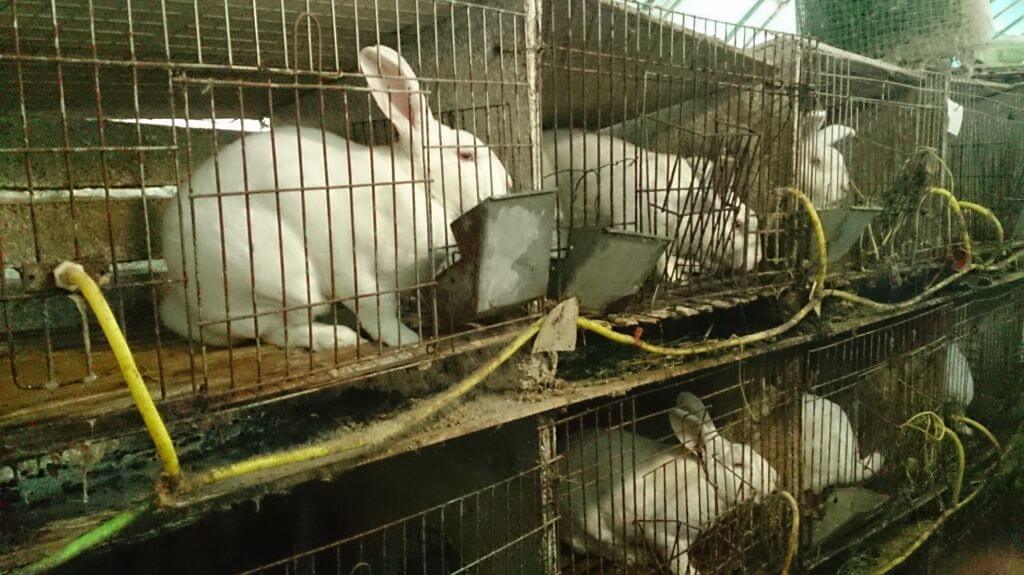 Rabbits Hit, Hung Up and Skinned Alive in the Chinese Fur Trade