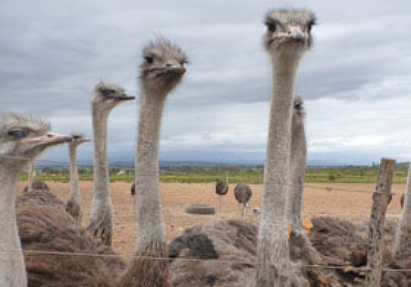 Exposed: Juvenile Ostriches Butchered for Hermès and Prada ‘Luxury’ Bags