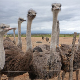 Exposed: Juvenile Ostriches Butchered for Hermès and Prada ‘Luxury’ Bags