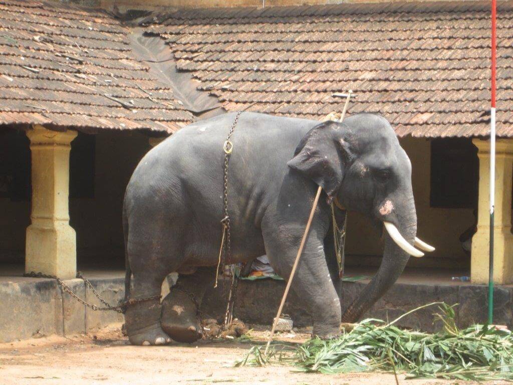 Elephant kept under scorching sun after parade_29.04.2015