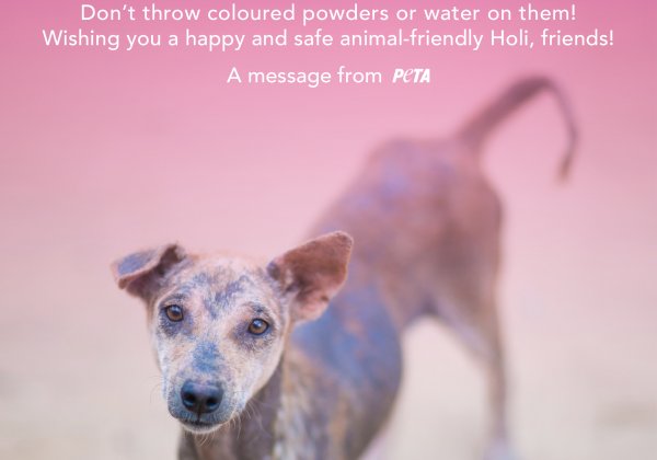 Keep Animals Safe This Holi