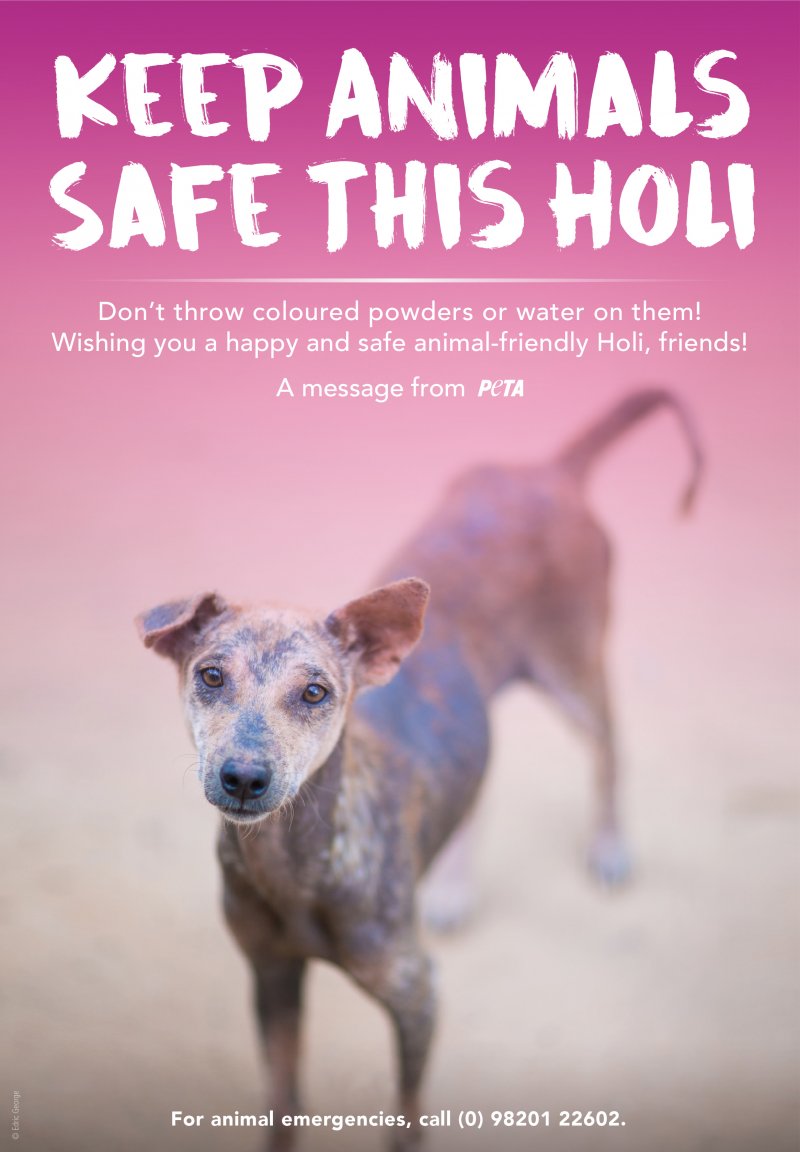 Keep Animals Safe This Holi Blog PETA India