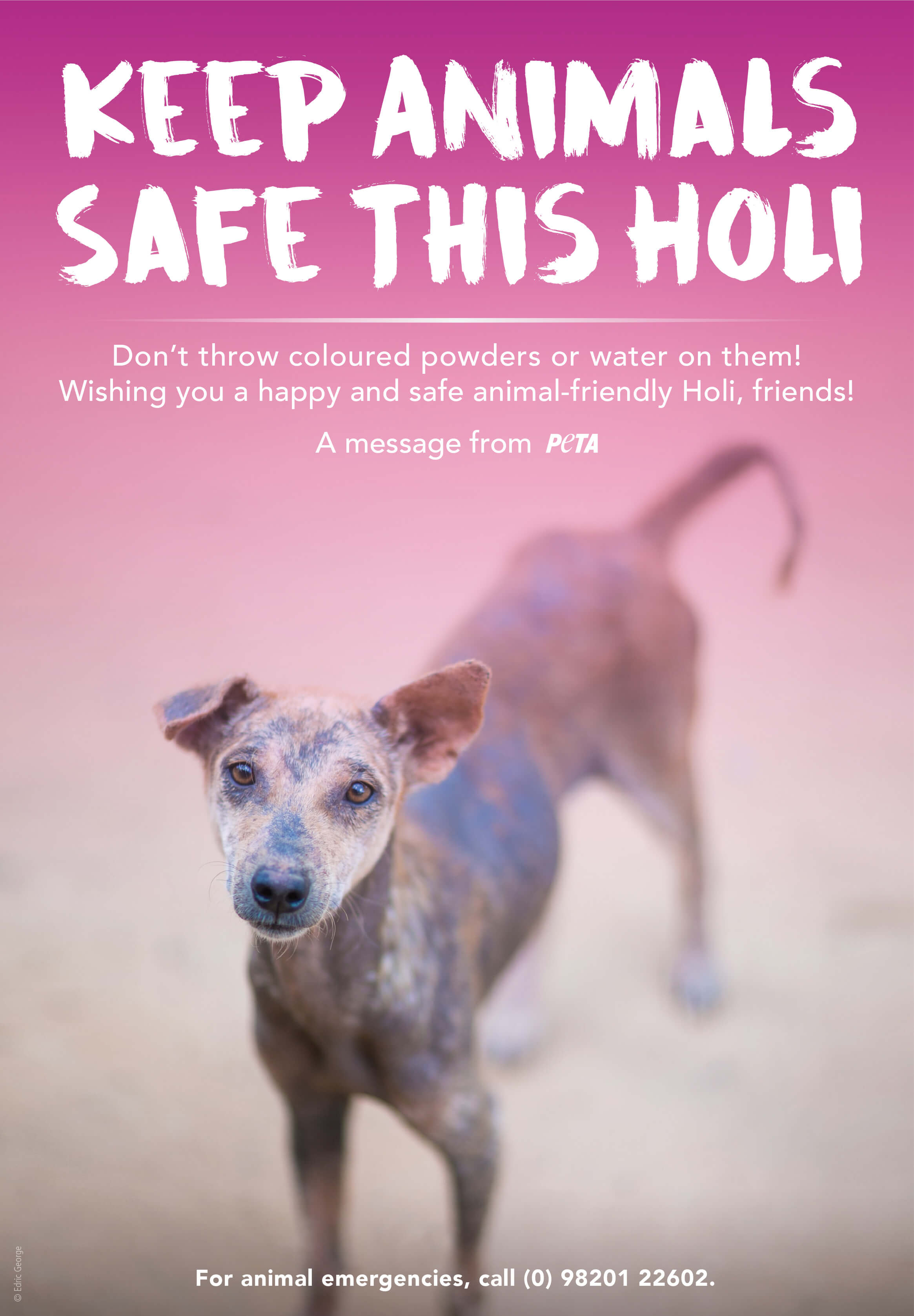Keep Animals Safe This Holi - Blog - PETA India