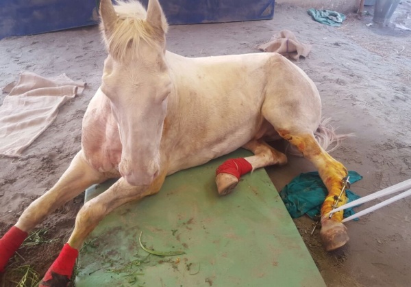 PETA Statement on Shaktimaan’s Death   