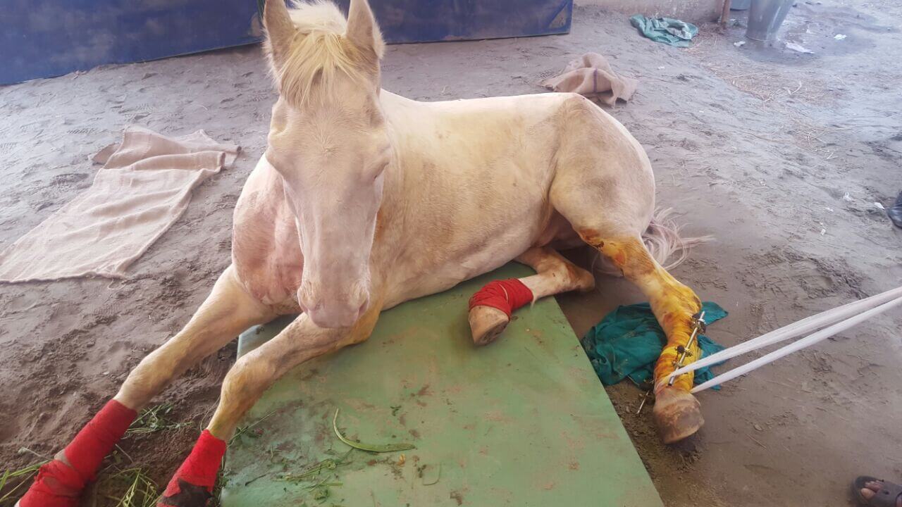 PETA Statement on Shaktimaan's Death