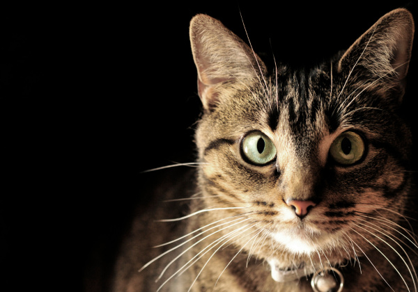 9 Things to Do if You Witness Cruelty to Animals
