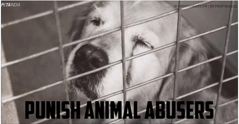 जानवरों को दुर्व्यवहार से बचाने में मदद करें क्यूंकि उनके प्रति क्रूरता हेतु कमजोर दंड का प्रावधान हैं।