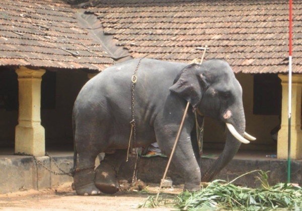 Legal Notice Sent to Kerala Government Over Elephant Ownership