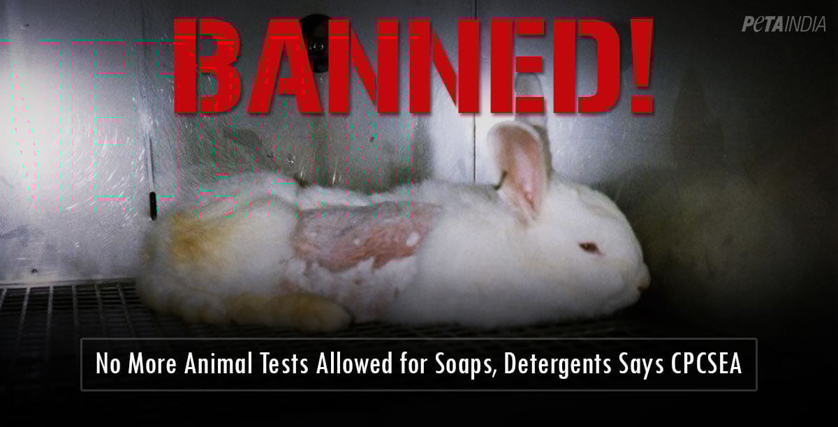 Indian Soap and Detergent Manufacturers Prohibited From Testing on Animals - Blog - PETA India Indian Soap and Detergent Manufacturers Prohibited From Testing on Animals - Blog - PETA India