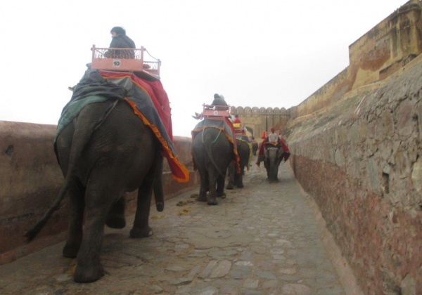 जयपुर से अवैध हाथी सवारी समाप्त कराने हेतु, PETA इंडिया राजस्थान उच्च न्यायालय पहुंचा।