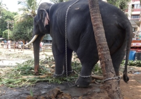 केरल के बंदी हाथियों को आपकी मदद की जरूरत है