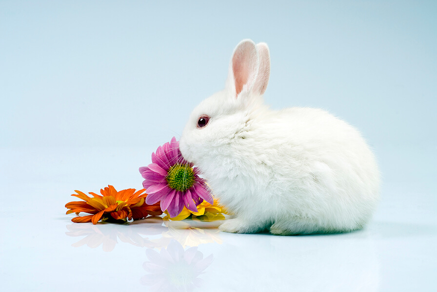 Companies That Don't Test on Animals | Cruelty-Free Products | Living | PETA India
