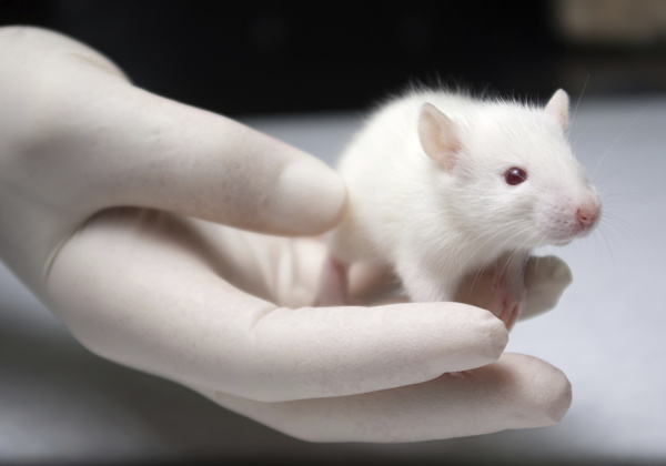 Companies That Do Test on Animals