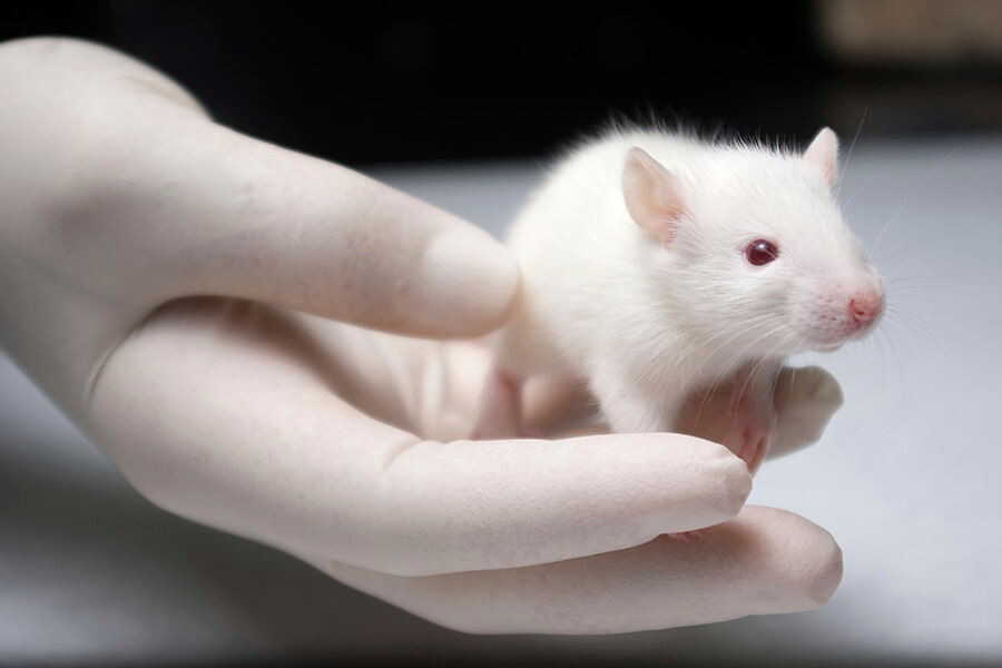 Companies That Do Test on Animals | Cruelty-Free Products | Living | PETA India