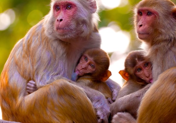 Animals Used for Entertainment - The Issues - PETA India Animals Used for Entertainment - The Issues - PETA India