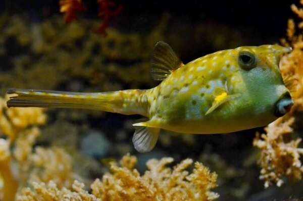 Brave Blowfish Won’t Leave His Trapped Friend’s Side