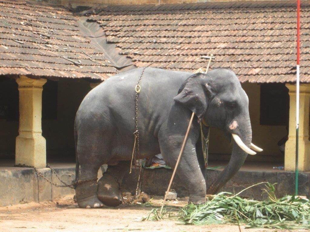 3. Elephant kept under scorching sun after parade