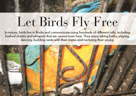 Caged birds