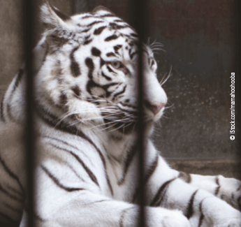 Zoo HI