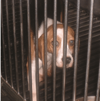 Air India Cruelty