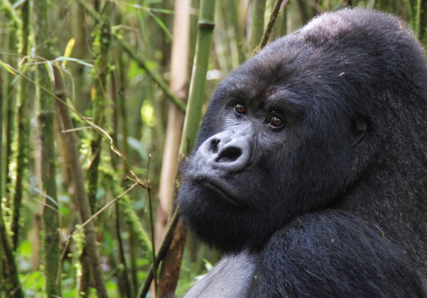 Gorilla at Cincinnati Zoo Pays With His Life for Others’ Negligence
