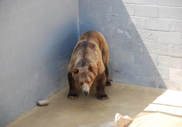 These Videos Prove That Animals Don’t Want to Be in Zoos
