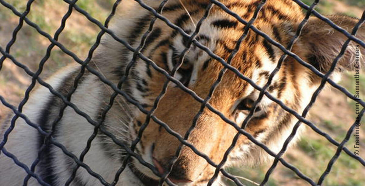 Tiger-in-a-cage