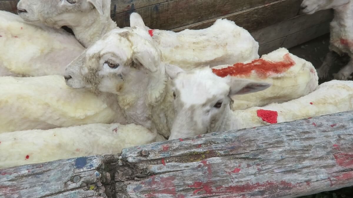 ‘Italian Wool’ Exposed: Sheep Kicked, Cut and Killed