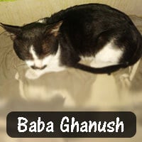 Abhishek Prusty rescued Baba Ghanush when a dog bit him. He is healthy now and loves to play and cuddle.