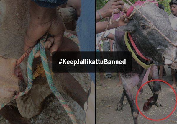 Supreme Court Points Out: Jallikattu Is Old, but so Was Child Marriage