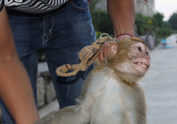 Bear Cubs, Lions Hit, Chained, Deprived in the Chinese Circus Industry