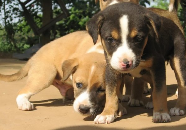 PETA इंडिया मांग करता है कि ठाणे के जिन बच्चों ने कुत्ते के तीन छोटे बच्चों को यातना देते हुए मार दिया, उनकी मनोवेज्ञानिक जांच तथा काउन्स्लिंग होनी चाहिए। 