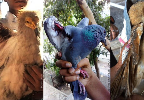 NGT Seeks Government Response to PETA’s Manja Ban Plea