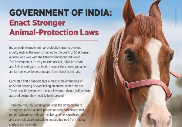 Stars Urge Government to Strengthen Animal-Protection Laws